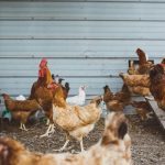 How Lighting Influences Egg Laying Performance