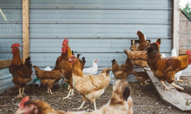How Lighting Influences Egg Laying Performance