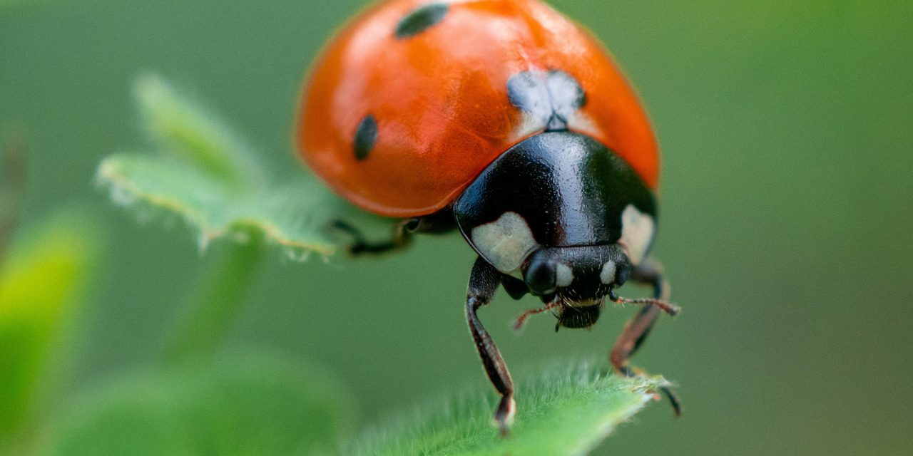 Nature’s Helpers That Protect Crops from Destructive Pests