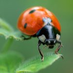 Nature’s Helpers That Protect Crops from Destructive Pests