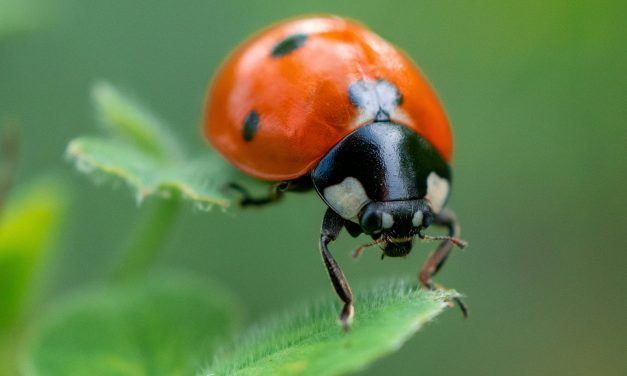 Nature’s Helpers That Protect Crops from Destructive Pests