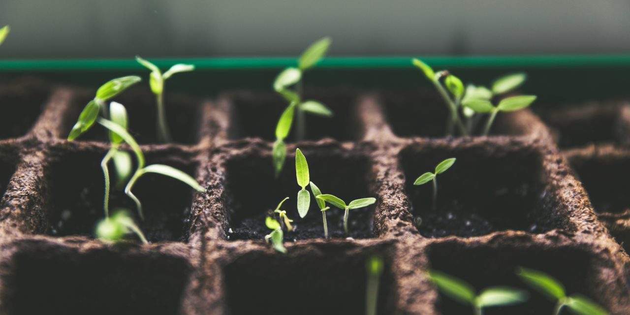 Certified Seeds or Farm-Saved Seeds? The Real Difference