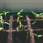 Certified Seeds or Farm-Saved Seeds? The Real Difference