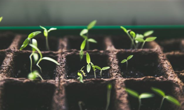 Certified Seeds or Farm-Saved Seeds? The Real Difference